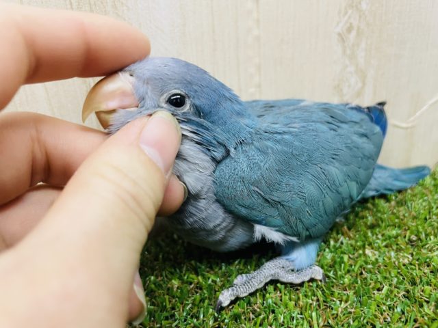 オキナインコ