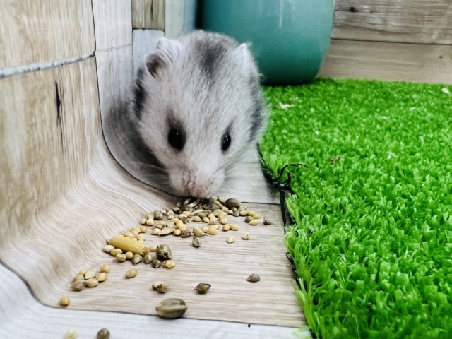 ゴールデンハムスター