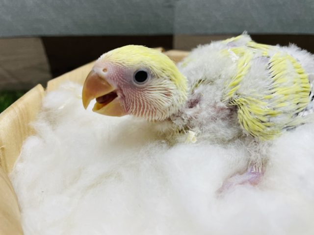 コザクラインコ（小桜インコ）