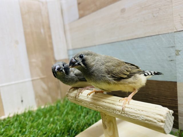 錦花鳥（キンカチョウ）