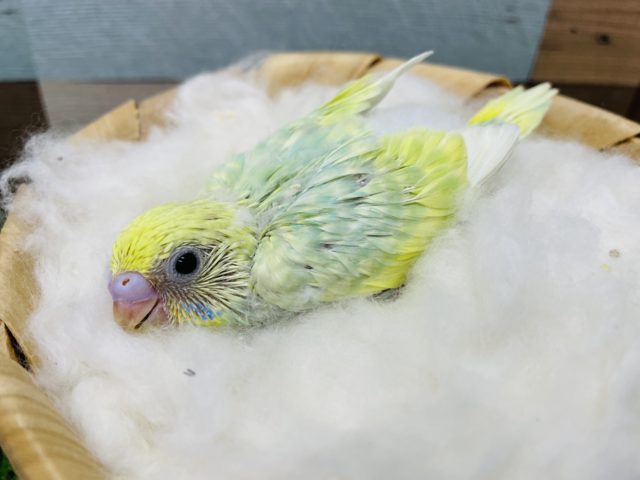 セキセイインコ