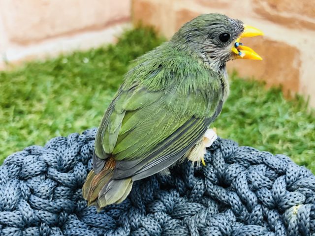 チモールセイコウチョウ