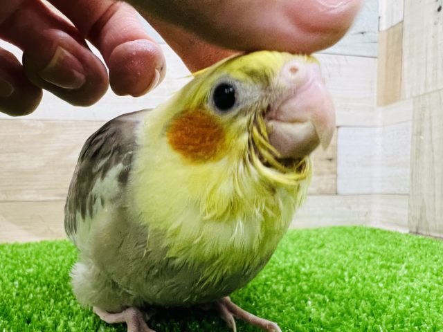 オカメインコ