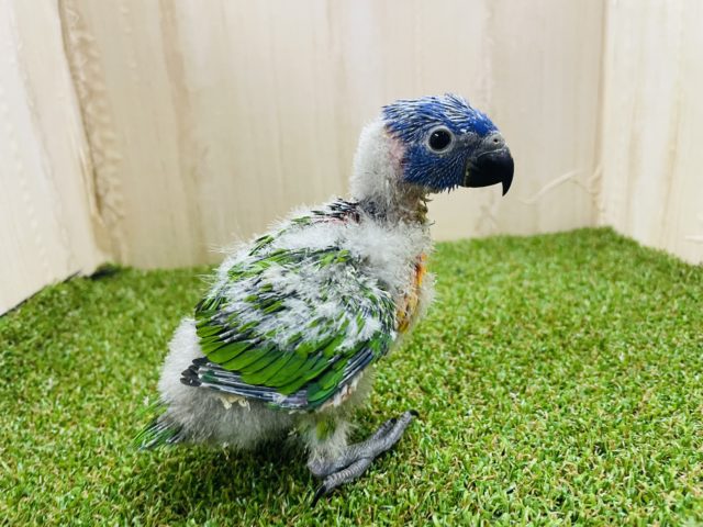 アカエリゴシキセイガイインコ