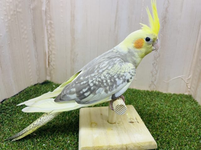 オカメインコ