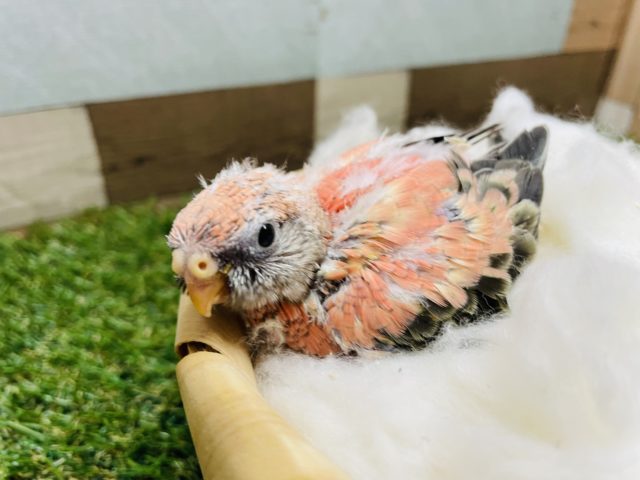 アキクサインコ（秋草インコ）