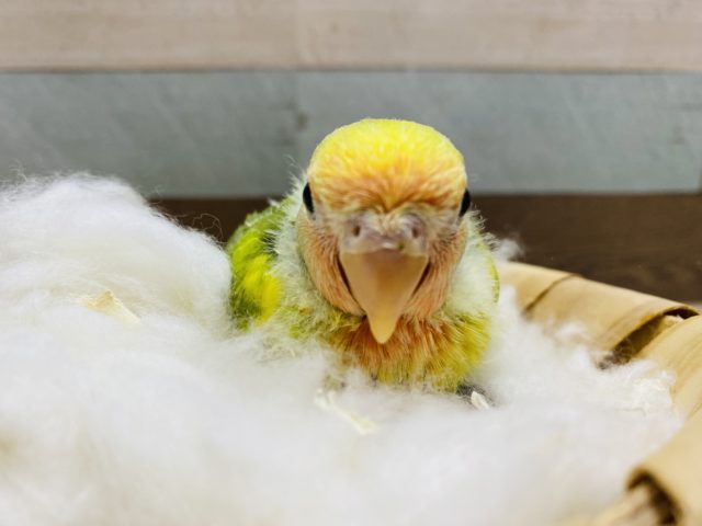 コザクラインコ（小桜インコ）