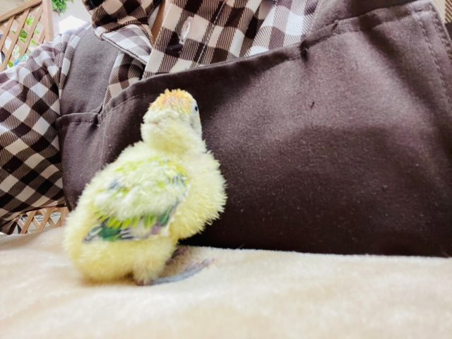 コザクラインコ（小桜インコ）