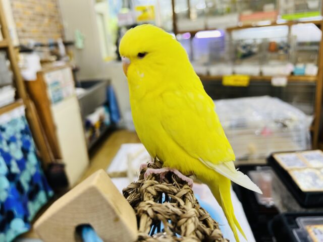 ジャンボセキセイインコ