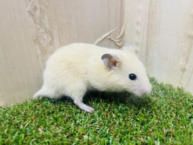 ゴールデンハムスター