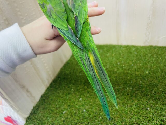 アカエリゴシキセイガイインコ