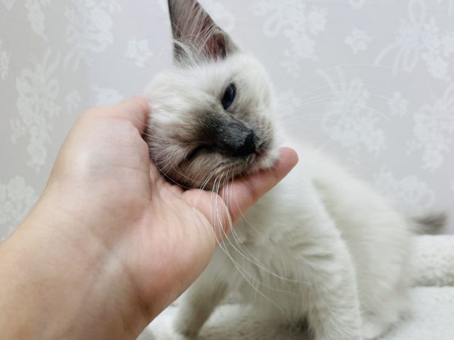 気品溢れる…べっぴんラグドールちゃん女のコ💛♀ ラグドール