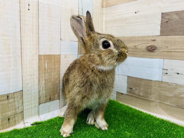 ネザーランドドワーフ