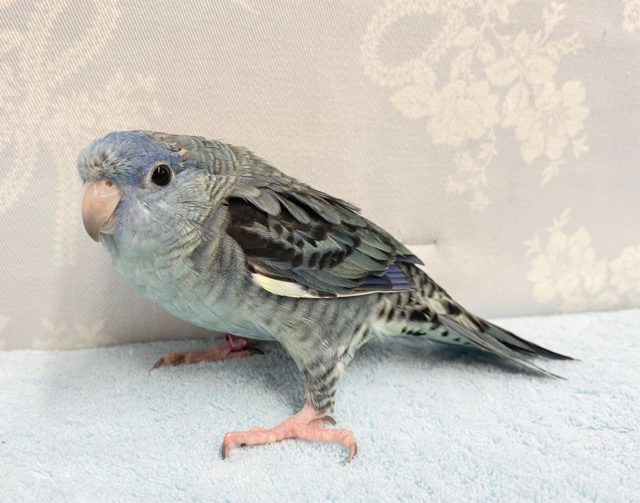 サザナミインコ