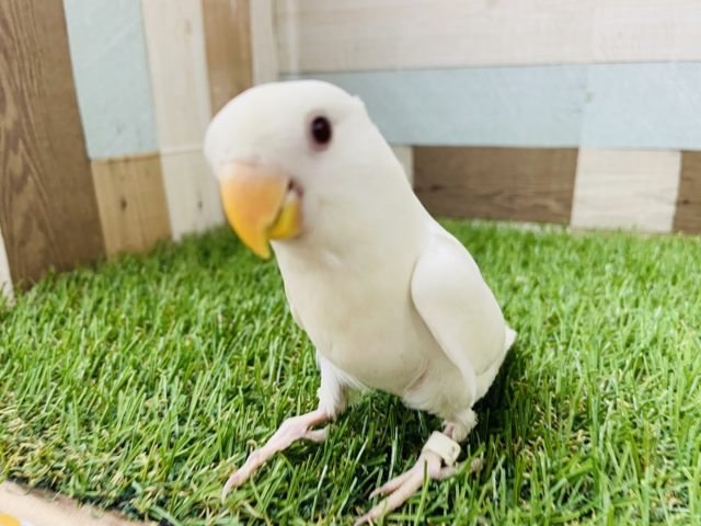 コザクラインコ（小桜インコ）