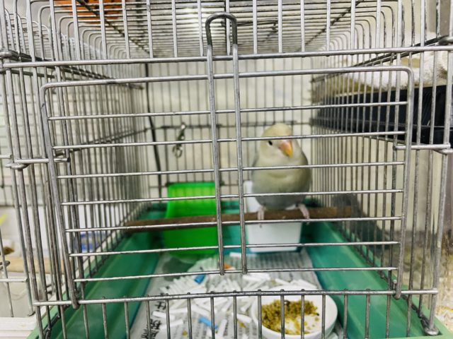 コザクラインコ（小桜インコ）