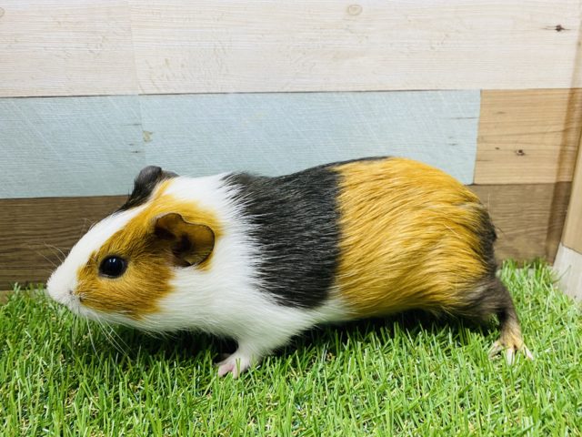 イングリッシュモルモット