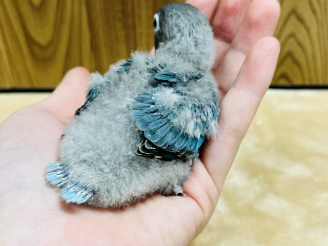 ボタンインコ