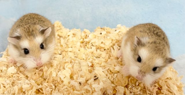 ロボロフスキーハムスター