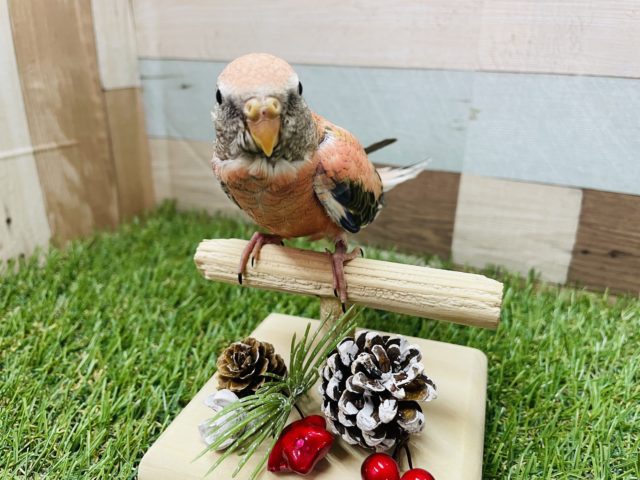 アキクサインコ（秋草インコ）