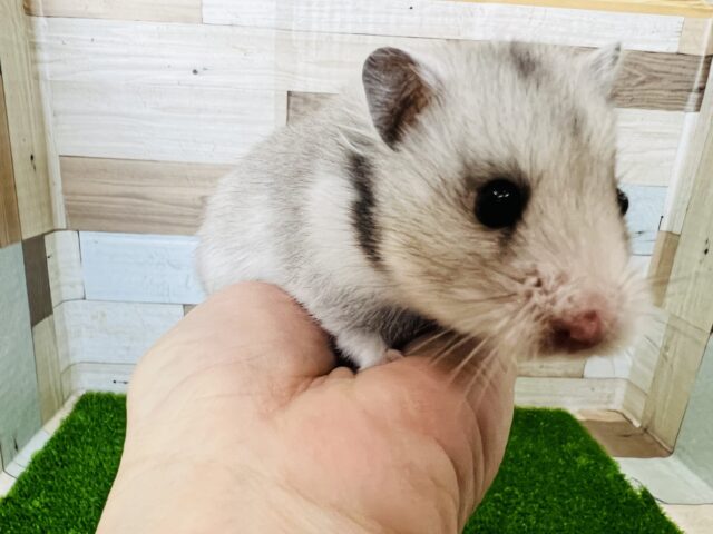 ゴールデンハムスター