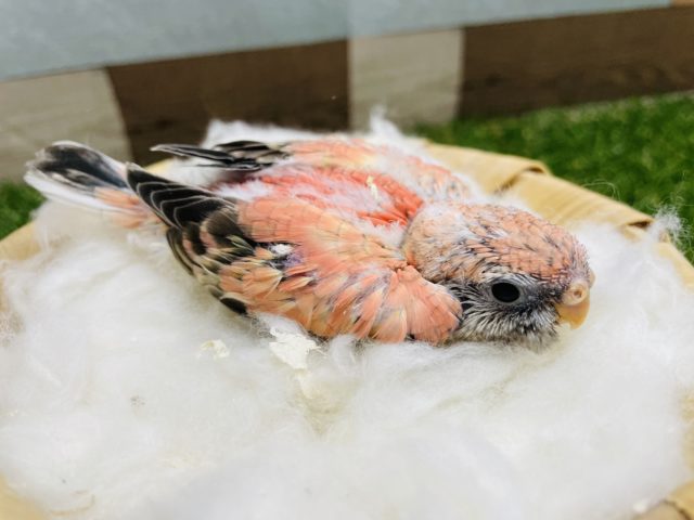 アキクサインコ（秋草インコ）