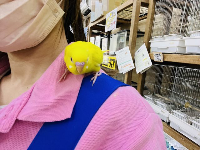 セキセイインコ