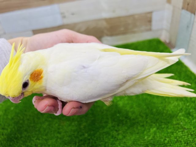 オカメインコ