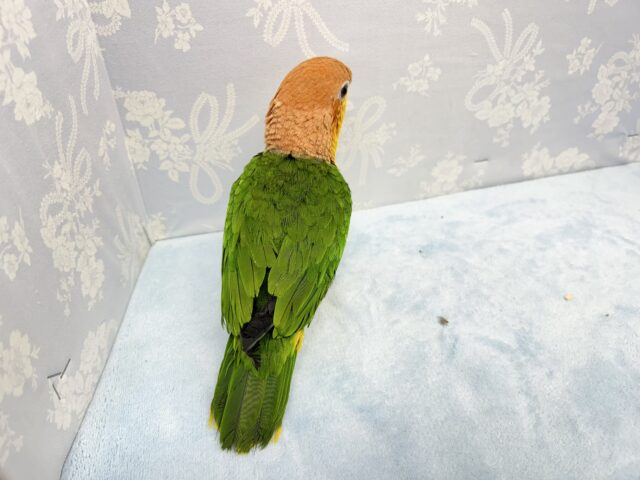 シロハラインコ