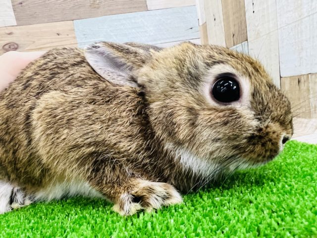 ネザーランドドワーフ