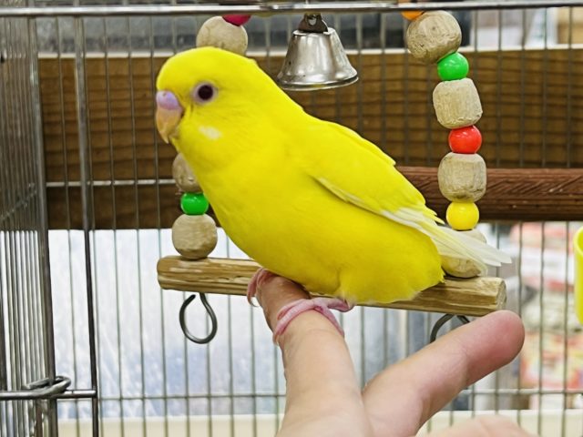 セキセイインコ