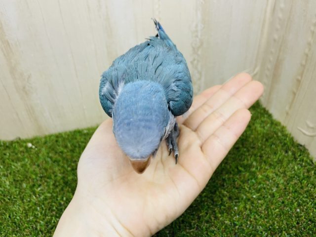 オキナインコ