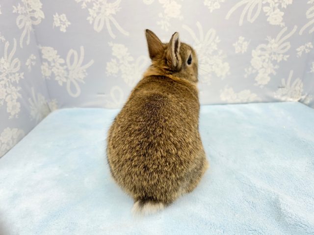 ネザーランドドワーフ