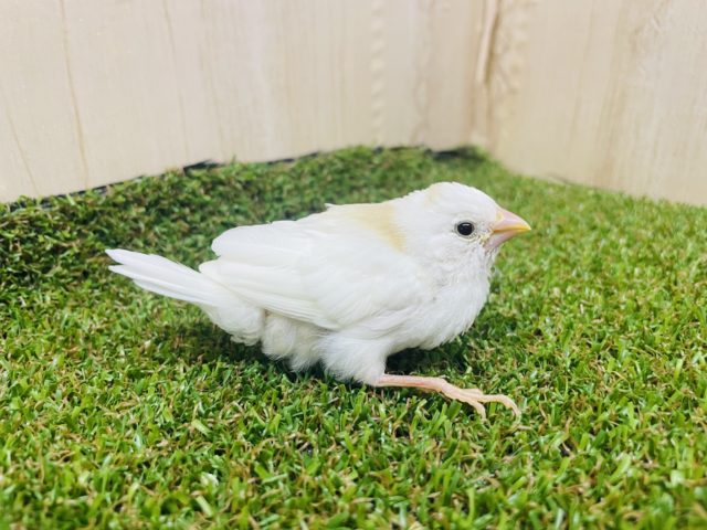 必見‼️なんとなんとふわふわ可愛い十姉妹さん登場⭐️ 十姉妹 白茶 十姉妹(ジュウシマツ)