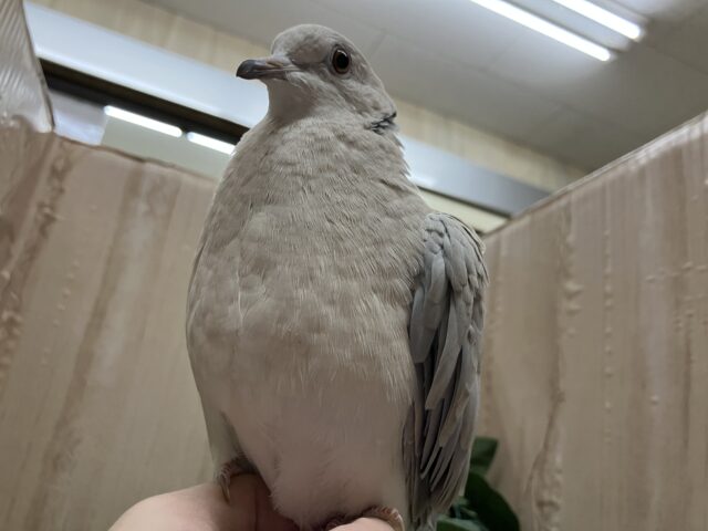 ジュズカケバト