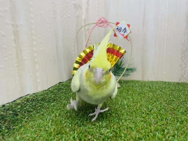 オカメインコ