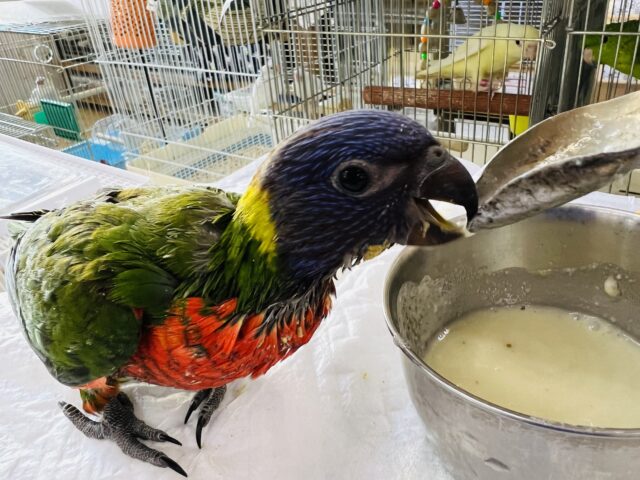 ゴシキセイガイインコ