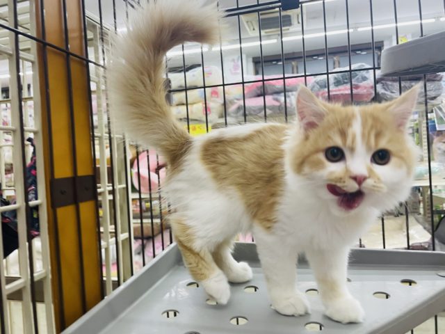 スコティッシュフォールド