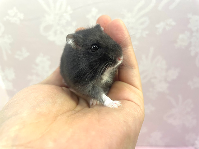 ドワーフハムスターの1種