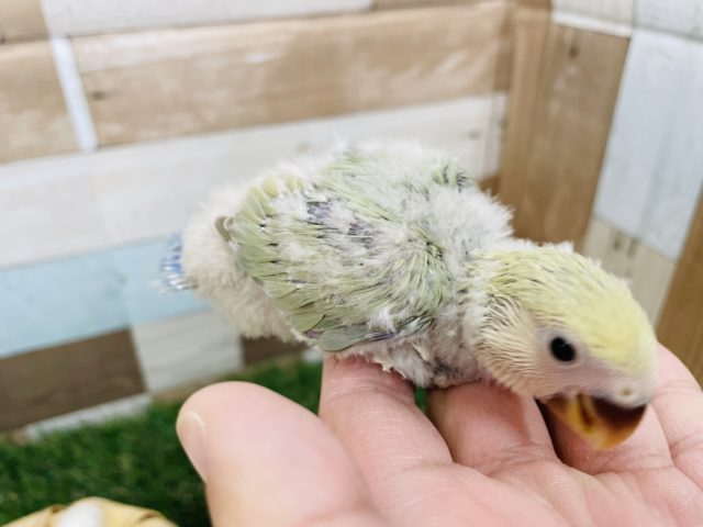 コザクラインコ（小桜インコ）