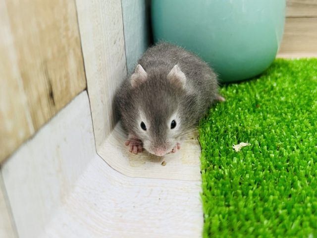 ゴールデンハムスター