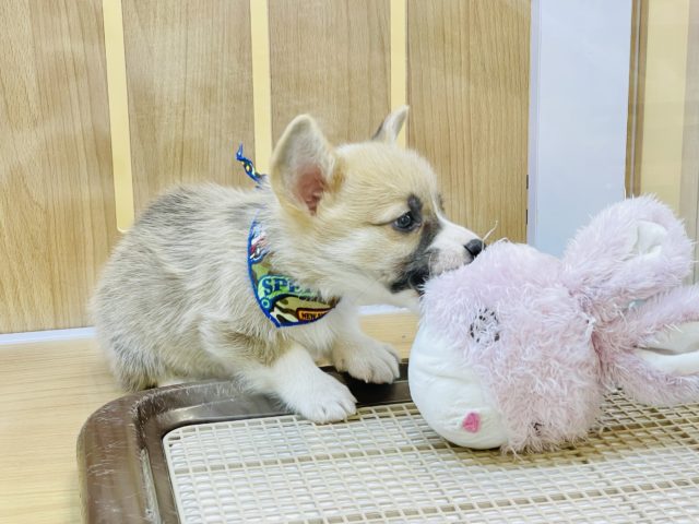 ウェルシュコーギー・ペンブローグ