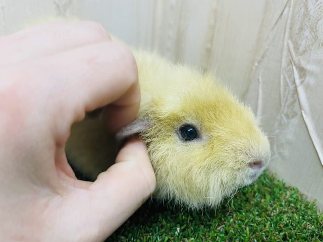 テディモルモット