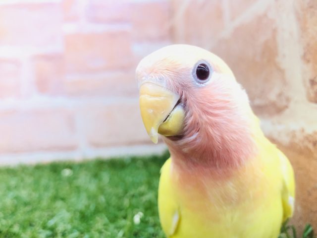 コザクラインコ（小桜インコ）