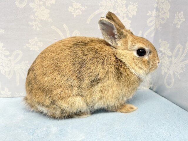 ミニウサギ