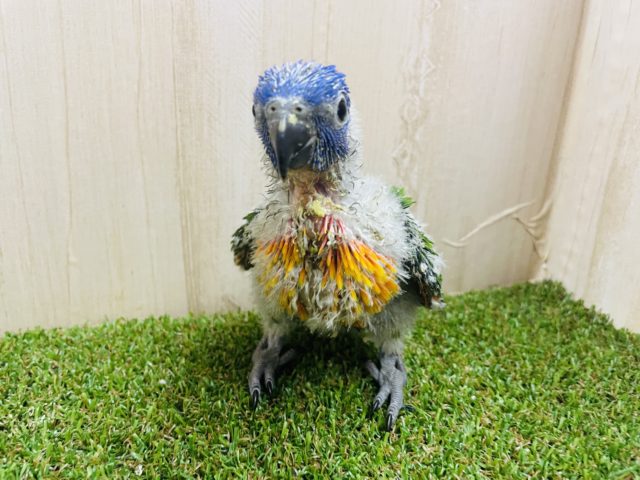 アカエリゴシキセイガイインコ