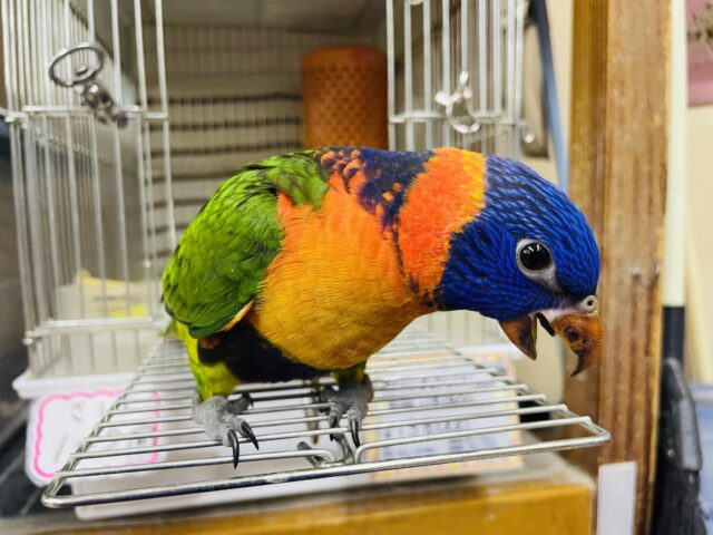 アカエリゴシキセイガイインコ