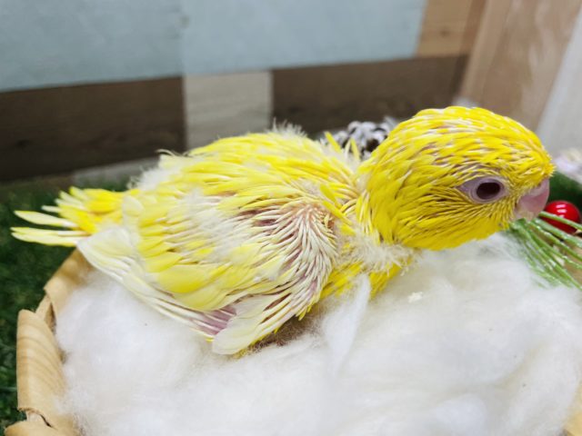 サザナミインコ