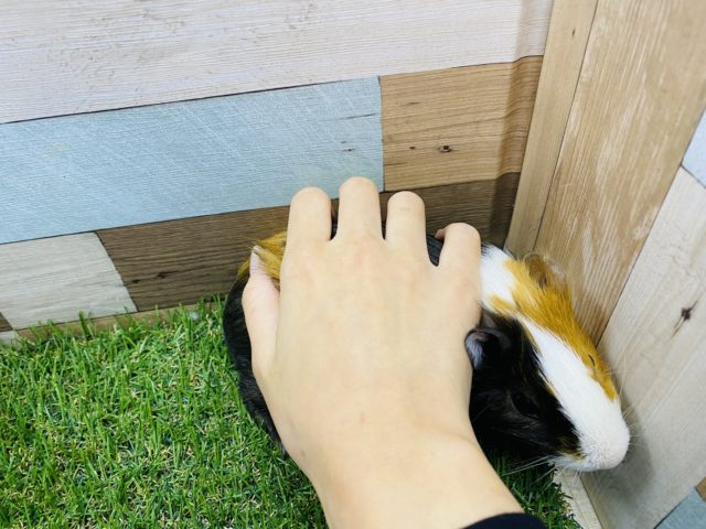 イングリッシュモルモット