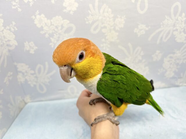 シロハラインコ